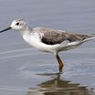 Marsh Sandpiper